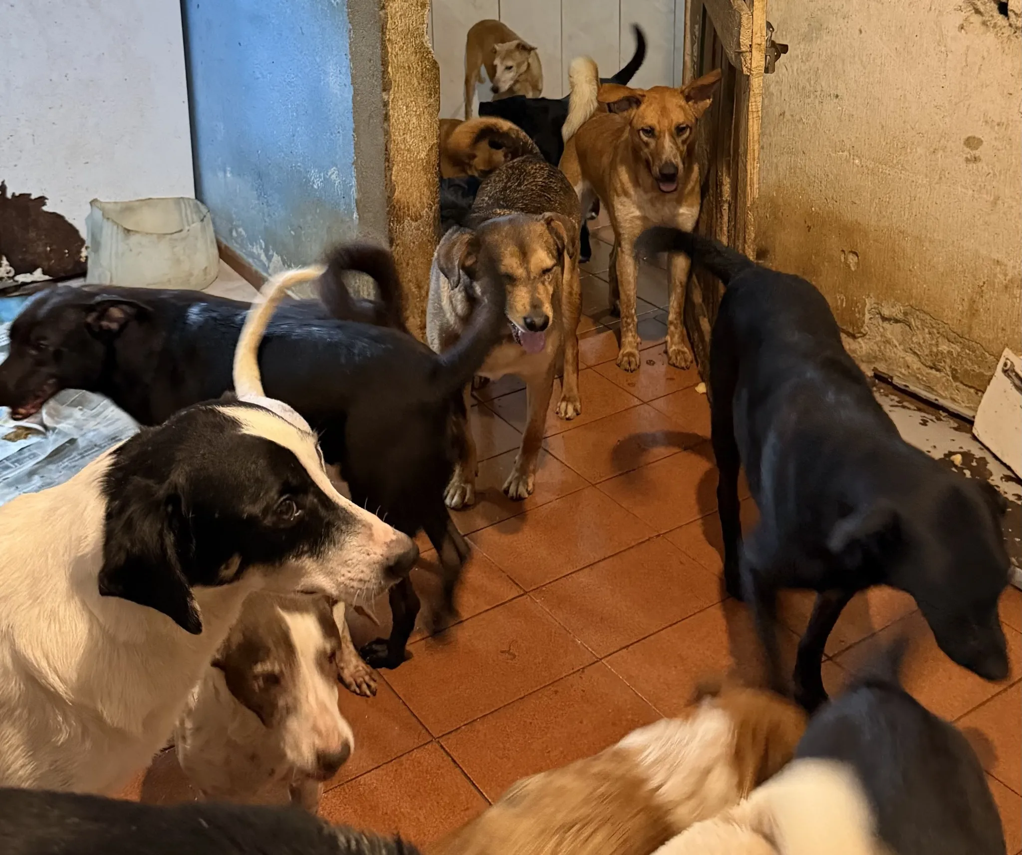 Cães protegidos no abrigo